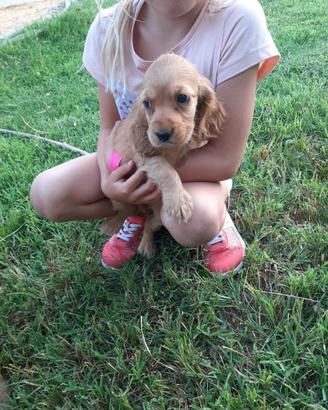 Cocker Spaniel maschietti dolcissimi