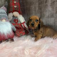 Cucciolo di bassotto