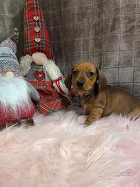 Cucciolo di bassotto