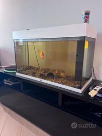 Acquario Juwel + Accessori + Pesce