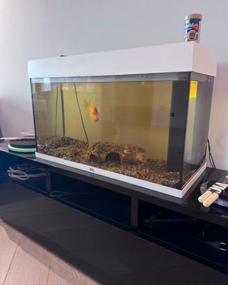 Acquario Juwel + Accessori + Pesce