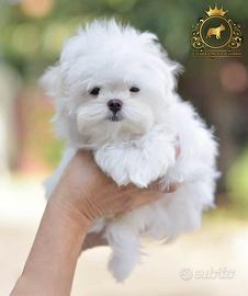 Dolcissimi cuccioli Maltese