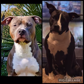 Cuccioli amstaff