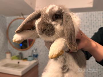 Coniglio Ariete nano