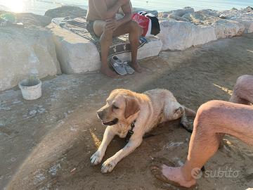 Labrador retriver