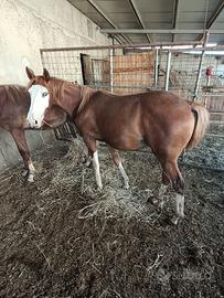Puledro Paint appaloosa