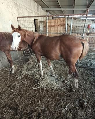 Puledro Paint appaloosa