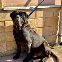 Monta stallone di cane corso italiano