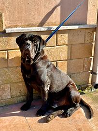 Monta stallone di cane corso italiano