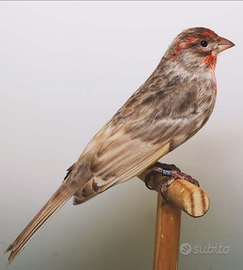 Ibrido cardinalino canto maschio euro 40