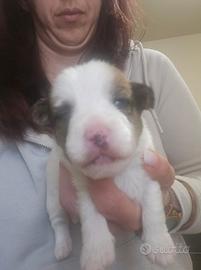 Cuccioli di Jack Russell Terrier