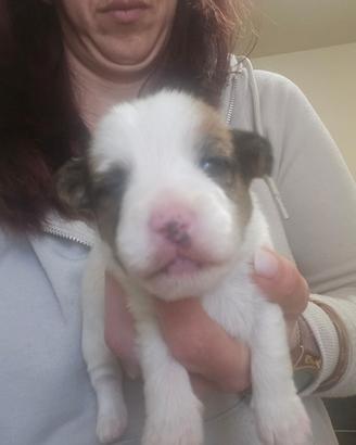 Cuccioli di Jack Russell Terrier