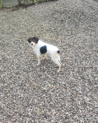 Cucciolo di Breton