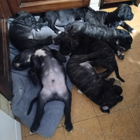 Cuccioli cane corso con pedigree