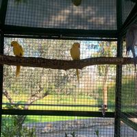 Coppie Parrochetti dal collare