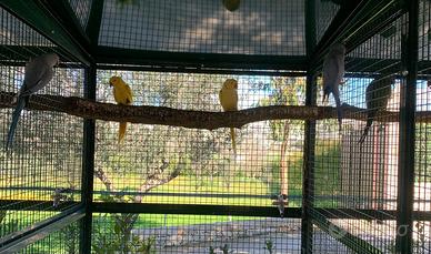 Coppie Parrochetti dal collare