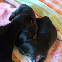 Cuccioli dobermann