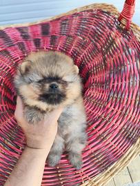 Spitz Pomerania nano maschio