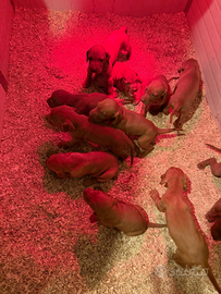 Cuccioli bracco ungherese