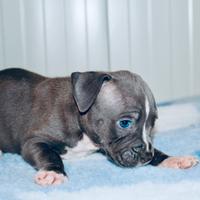 Cuccioli di Amstaff blu - Allevamento