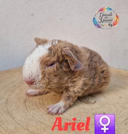 Cavie di razza con pedigree