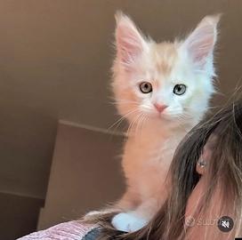 Cuccioli Maine Coon