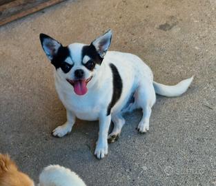 Ex fattrice Chihuahua a pelo corto 
