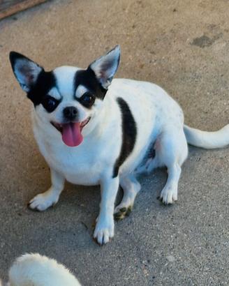 Ex fattrice Chihuahua a pelo corto 