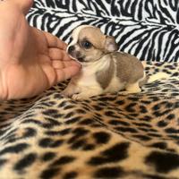 Chihuahua femmina bianco o marrone mini Toy