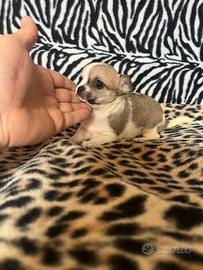 Chihuahua femmina bianco o marrone mini Toy