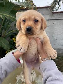 Cuccioli di Labrador retriever con Pedigree Enci
