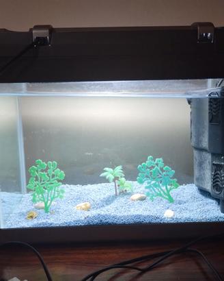 acquario