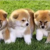 Akita Inu con pedigree ENCI