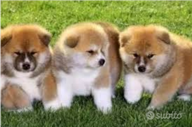 Akita Inu con pedigree ENCI