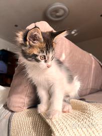 Cucciole Maine Coon (2)