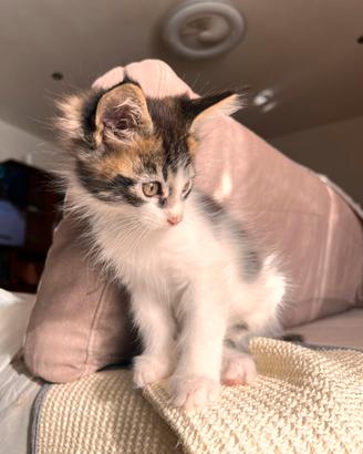 Cucciole Maine Coon (2)