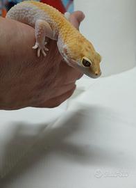 Geco leopardino