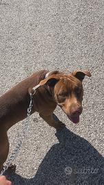 American pitbull terrier