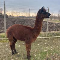 Alpaca maschio