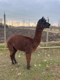 Alpaca maschio