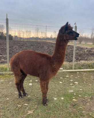 Alpaca maschio