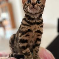 Bengala maschietto 2 mesi