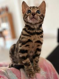 Bengala maschietto 2 mesi