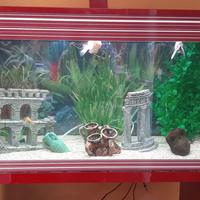 Acquario Askoll Pure LED XL bordeau