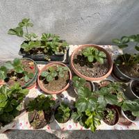 Piantine di fragole