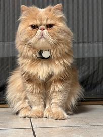 Gatto persiano da riproduzione