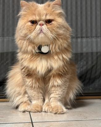 Gatto persiano da riproduzione