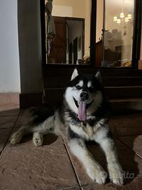 Alaskan malamute per monta accoppiamento