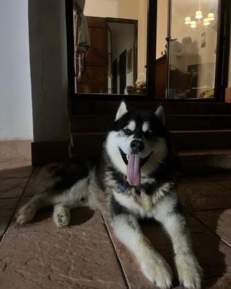 Alaskan malamute per monta accoppiamento