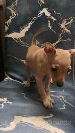 Ultima femmina pinscher toy